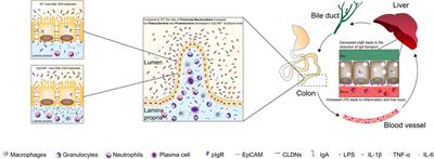 The downregulation of tight junction proteins and pIgR in the colonic epithelium causes the susceptibility of EpCAM+/− mice to colitis and gut microbiota dysbiosis